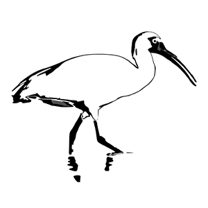 The Ibis Project